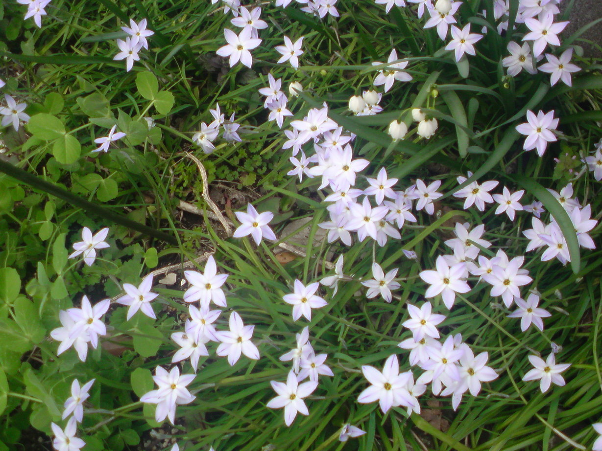 ���V���F�̐��E