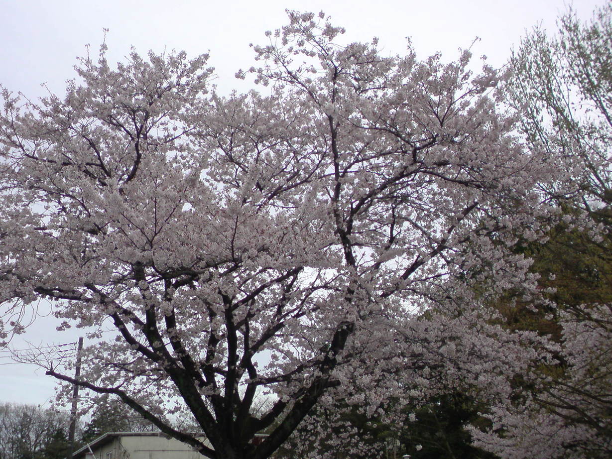 ���V���F�̐��E