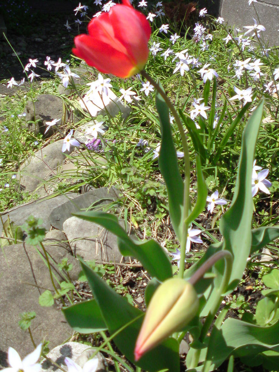 ���V���F�̐��E