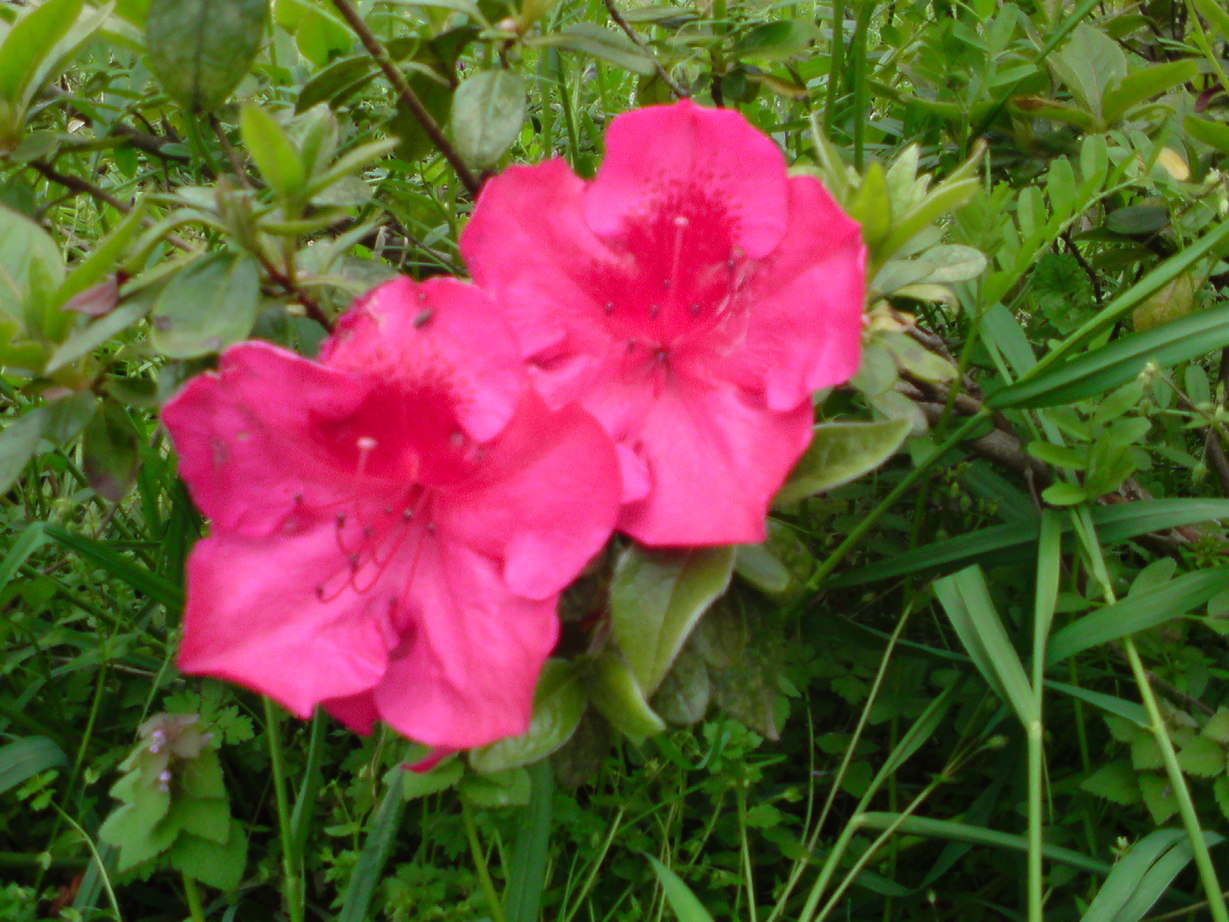 ���V���F�̐��E