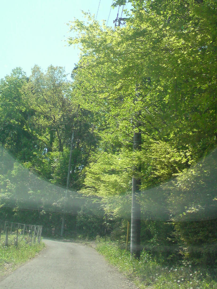 ���V���F�̐��E