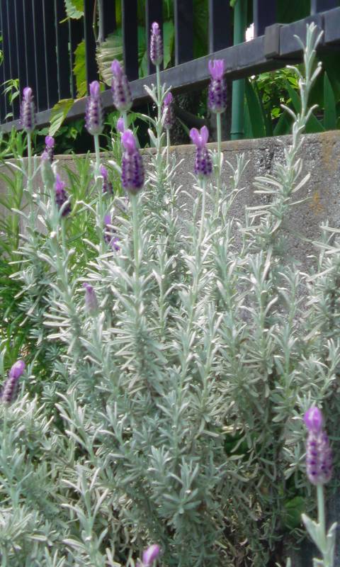 ���V���F�̐��E