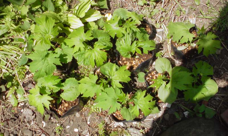 ���V���F�̐��E