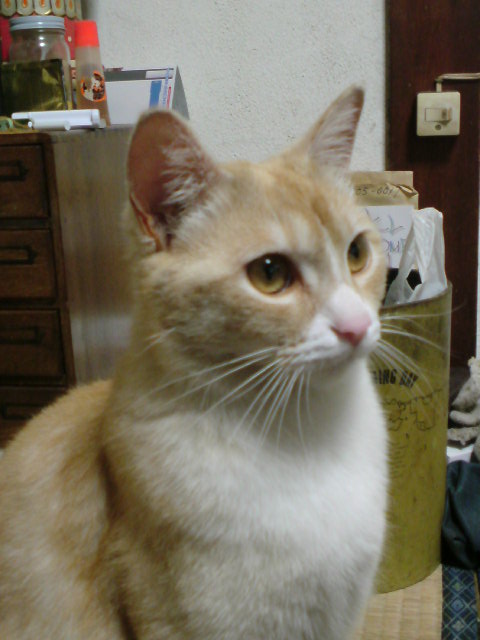 ���V���F�̐��E