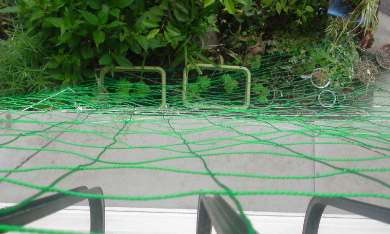 ���V���F�̐��E