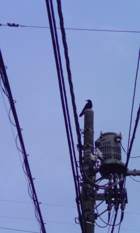 ���V���F�̐��E