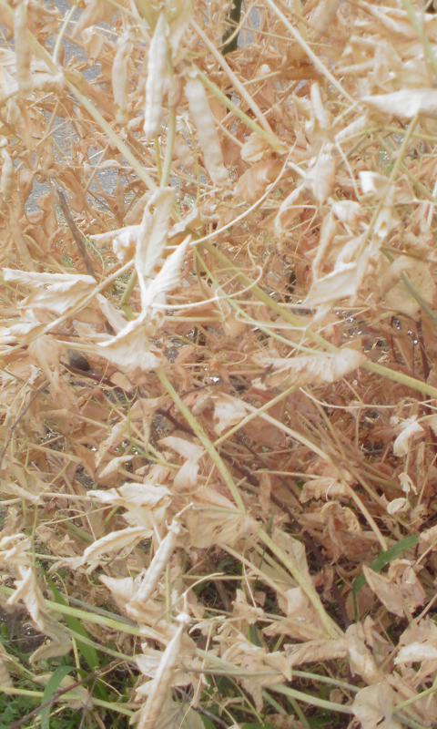 ���V���F�̐��E