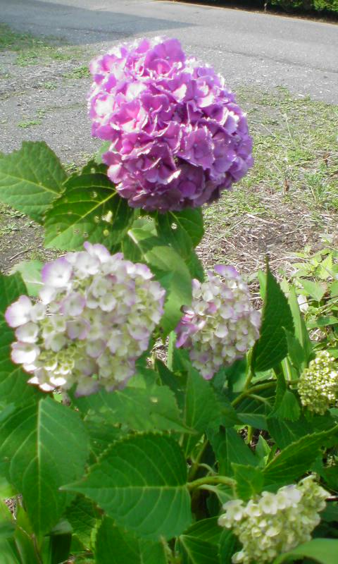 ���V���F�̐��E