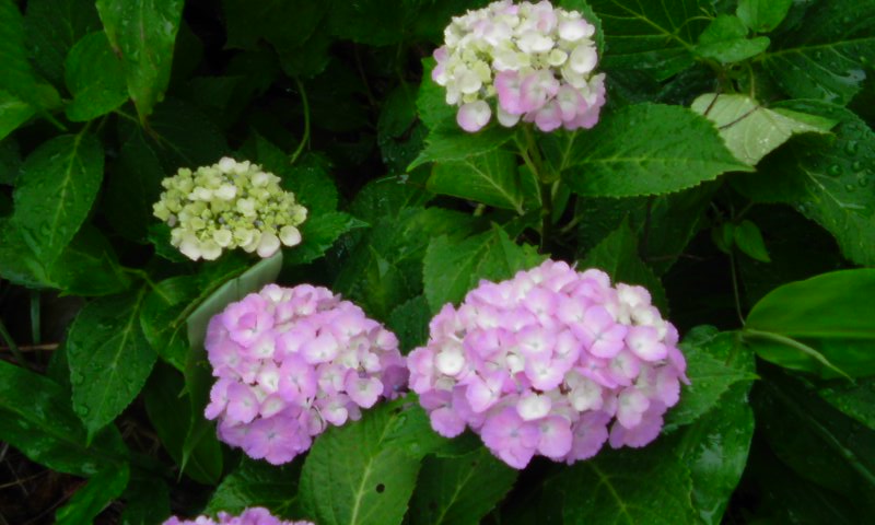 ���V���F�̐��E