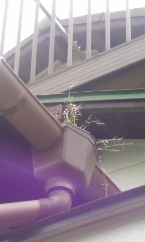 ���V���F�̐��E