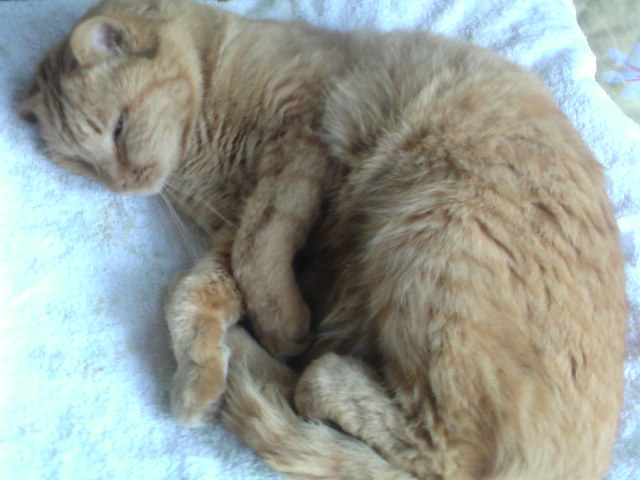 ���V���F�̐��E