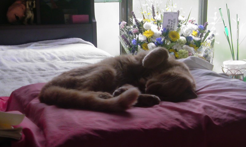 ���V���F�̐��E