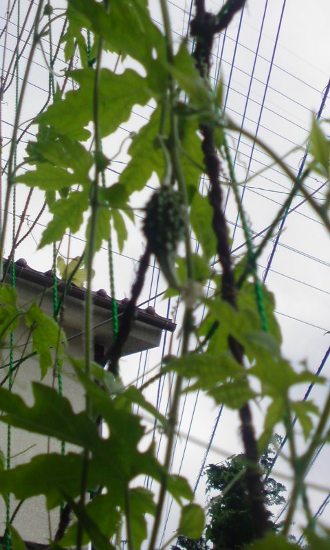 ���V���F�̐��E