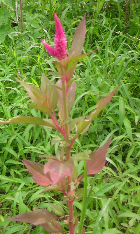 ���V���F�̐��E