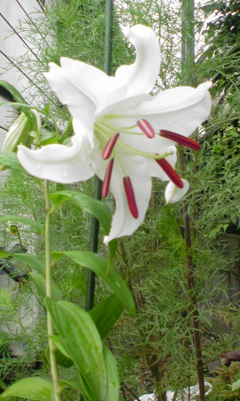 ���V���F�̐��E