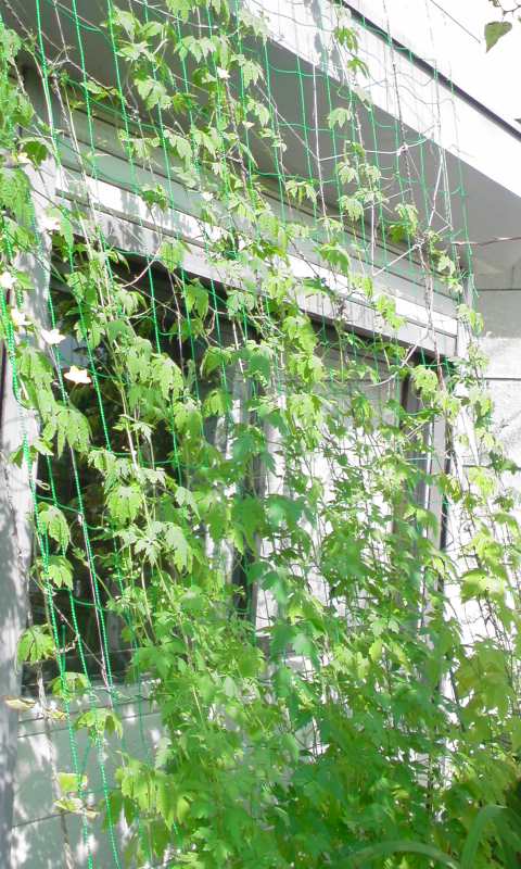 ���V���F�̐��E