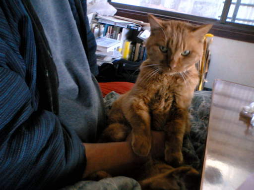 ���V���F�̐��E