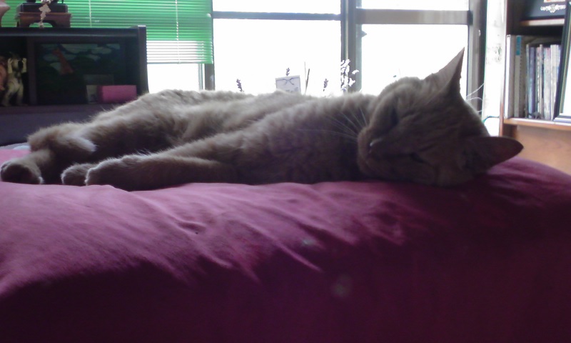 ���V���F�̐��E