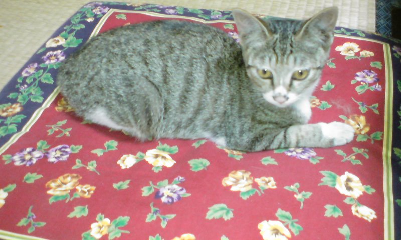 ���V���F�̐��E