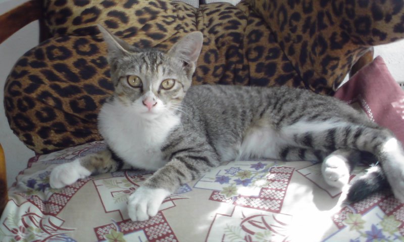 ���V���F�̐��E