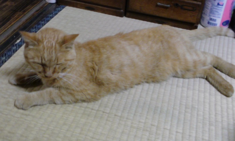 ���V���F�̐��E