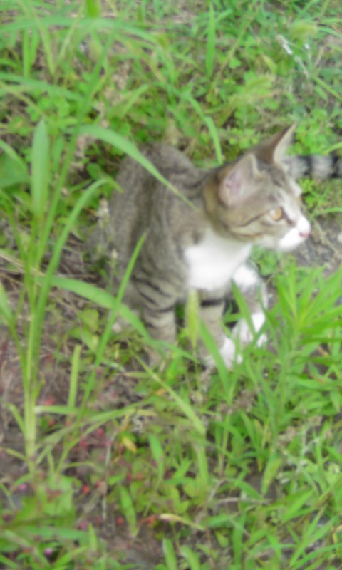 ���V���F�̐��E