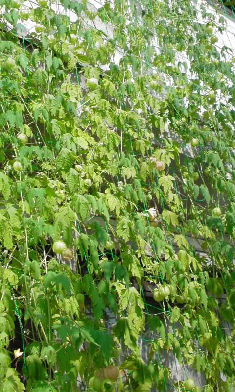 ���V���F�̐��E