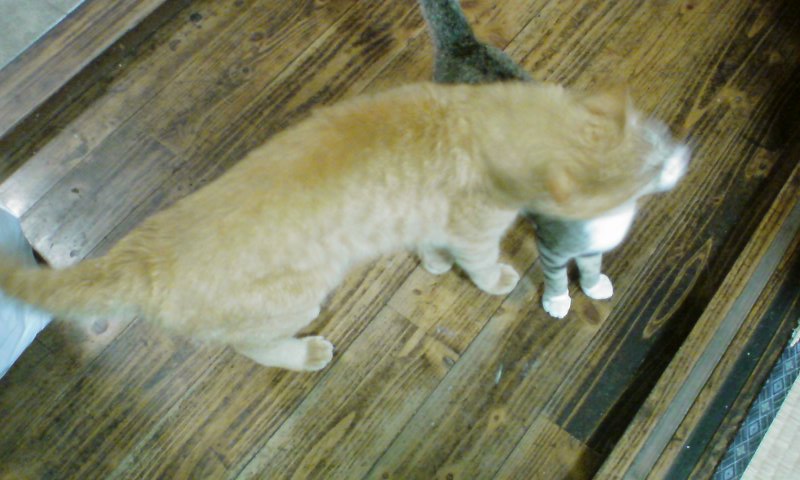 ���V���F�̐��E