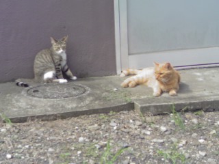 ���V���F�̐��E