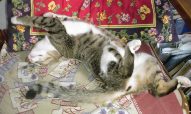 ���V���F�̐��E