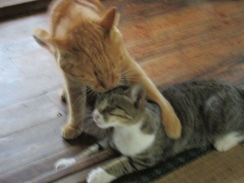 ���V���F�̐��E