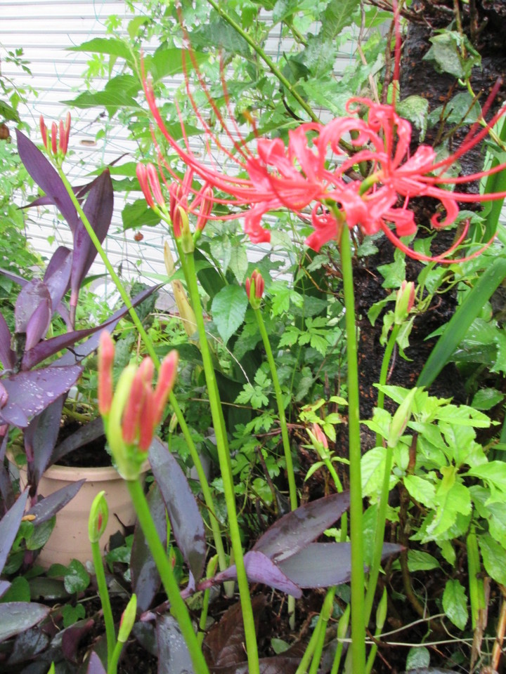 ���V���F�̐��E