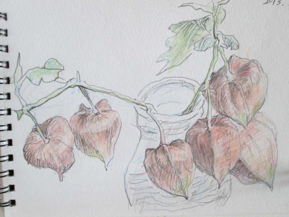 ���V���F�̐��E