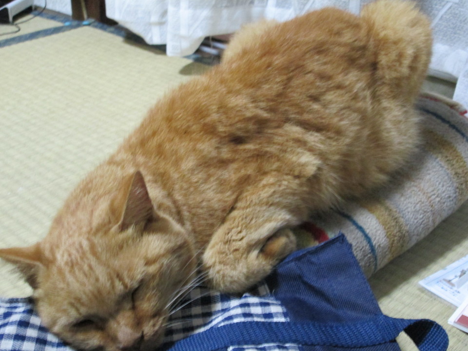 ���V���F�̐��E