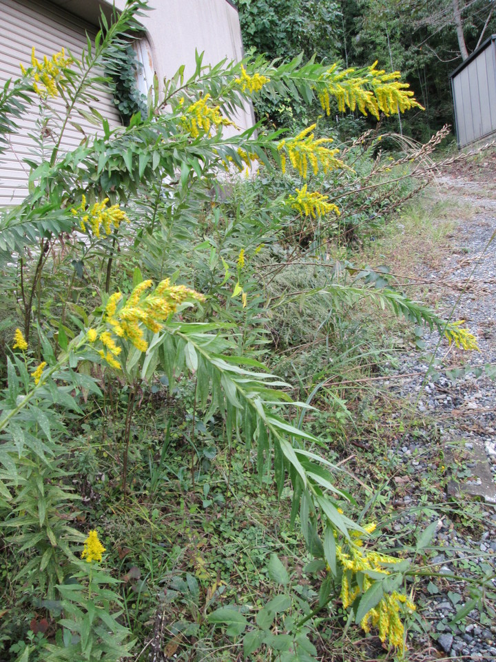 ���V���F�̐��E