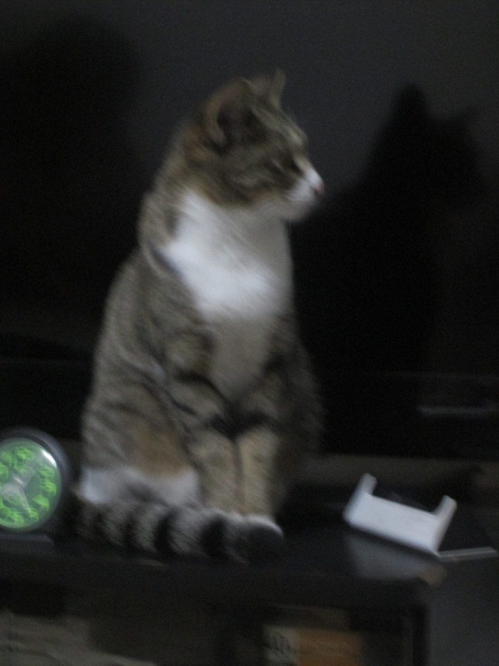 ���V���F�̐��E