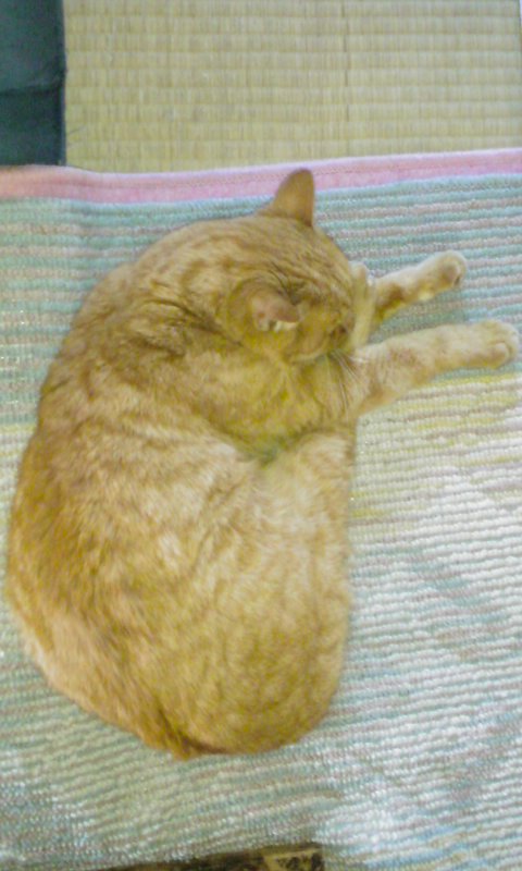 ���V���F�̐��E