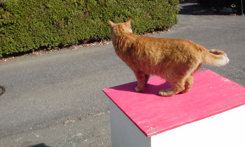 ���V���F�̐��E