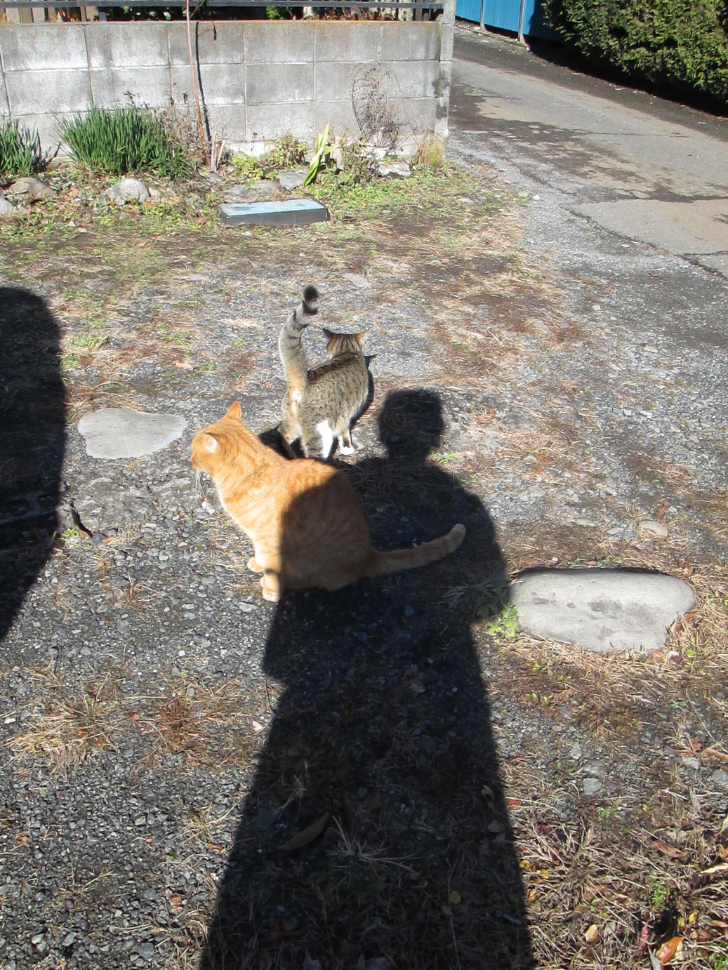 ���V���F�̐��E