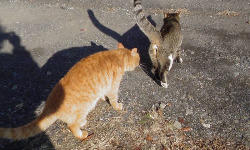 ���V���F�̐��E