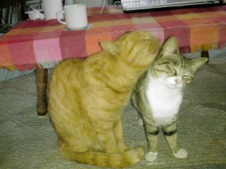 ���V���F�̐��E