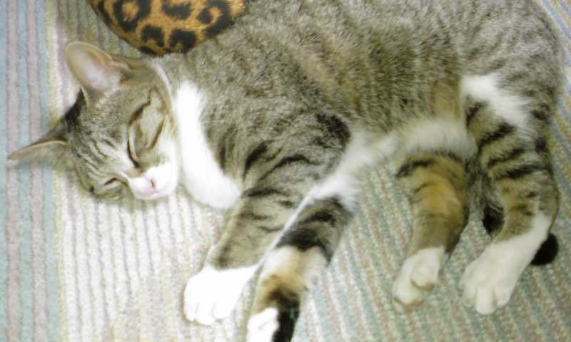 ���V���F�̐��E