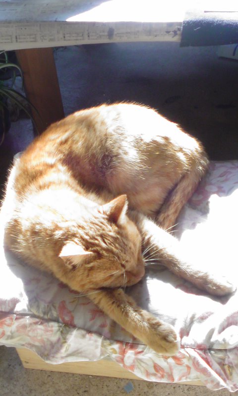 ���V���F�̐��E