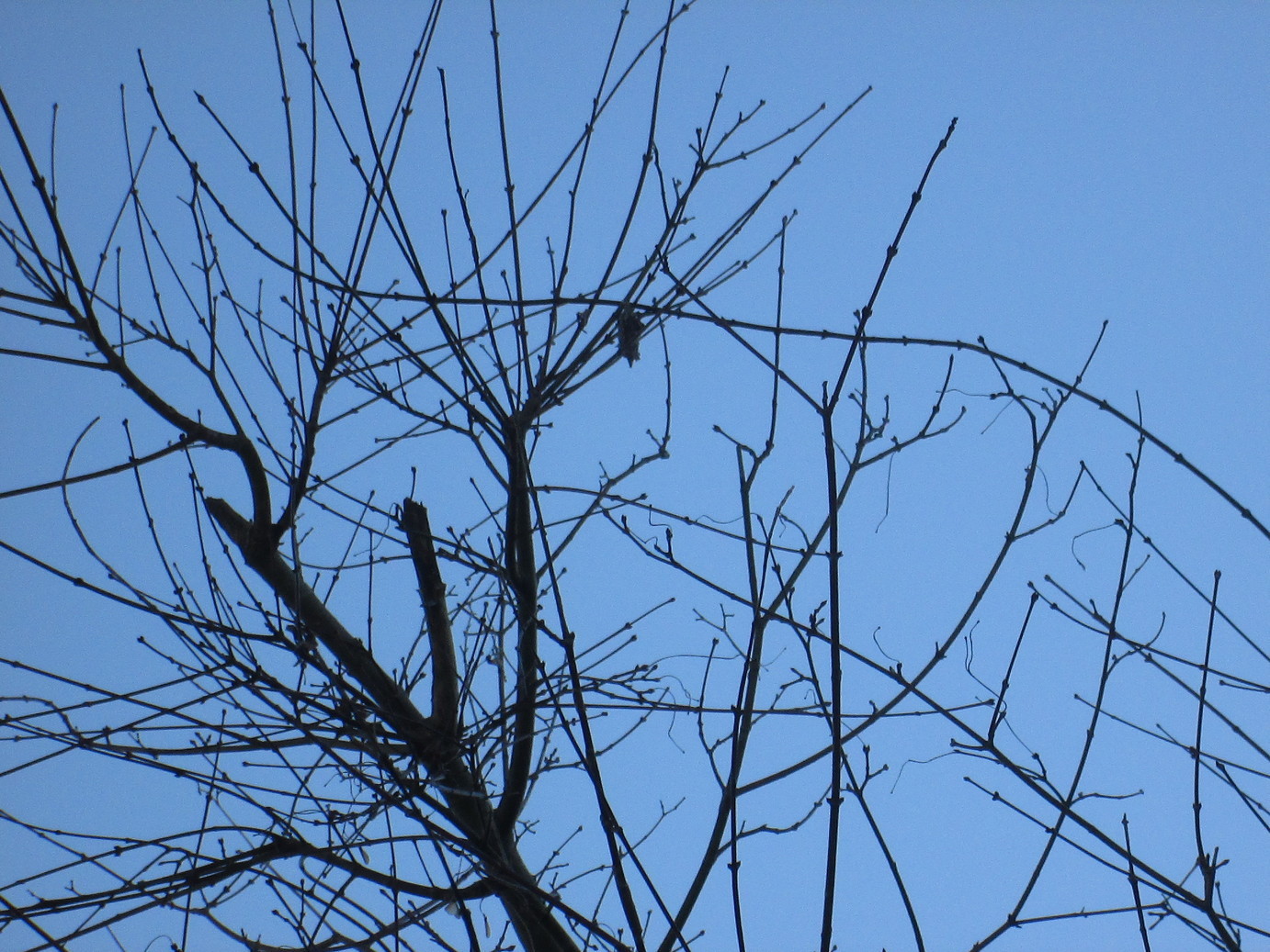 ���V���F�̐��E