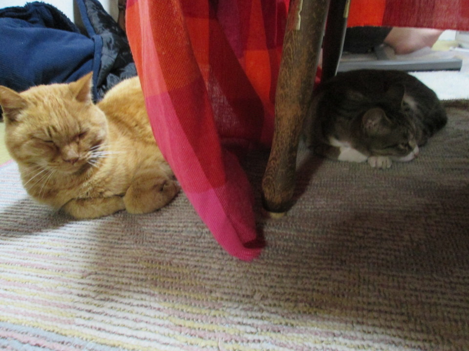 ���V���F�̐��E