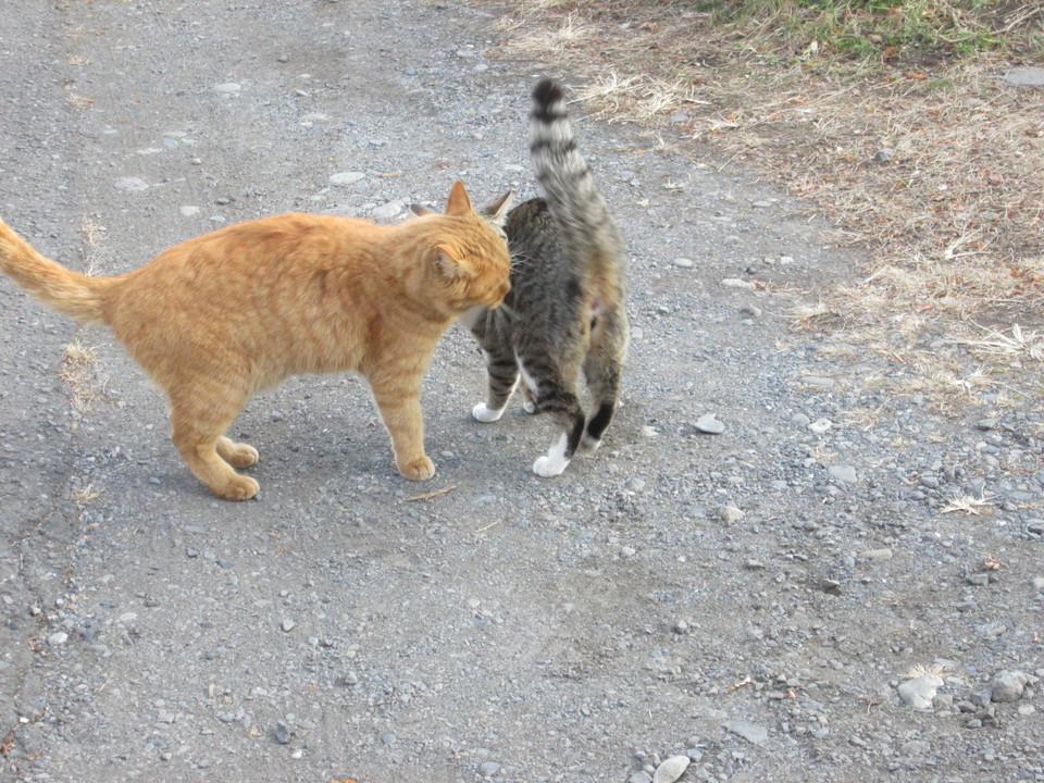 ���V���F�̐��E