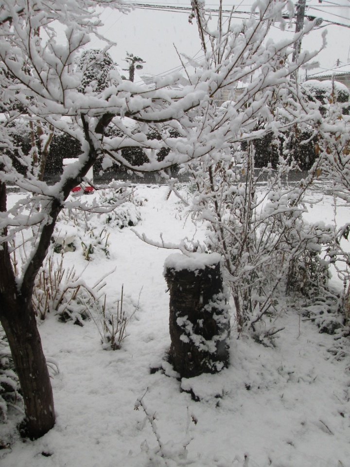 ���V���F�̐��E