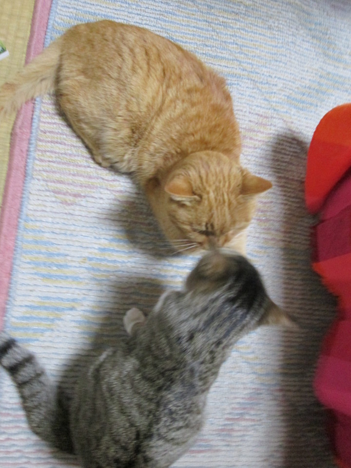 ���V���F�̐��E