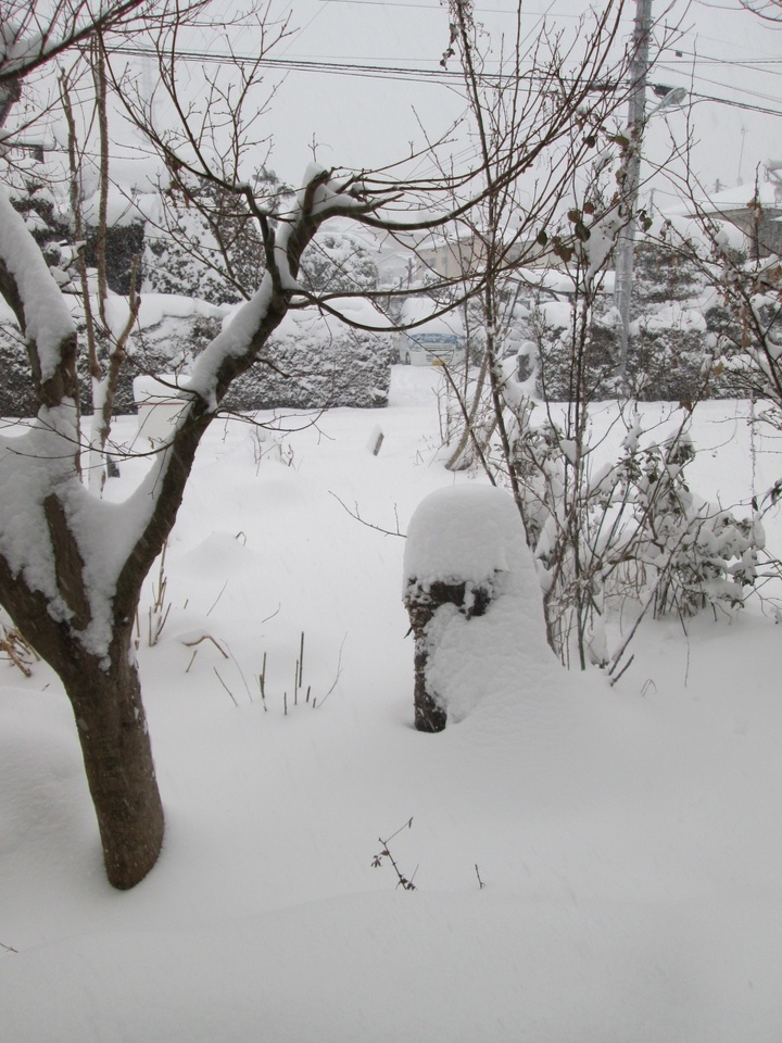 ���V���F�̐��E