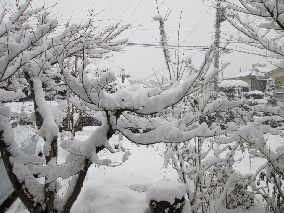 ���V���F�̐��E